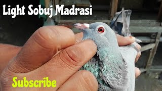 Light Sobuj Khaira eye Madrasi pigeon in West Bengal উলুবেড়িয়া by Raza photography & Technical