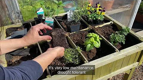 The Best Herbs for Containers