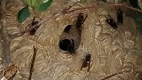 Un nid de frelons asiatiques à hauteur d'homme