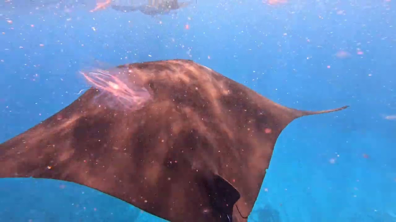 2026.02.19 マンタスノーケルツアー！