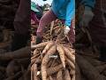 How Thailand Plants Cassava in Hours with Smart Machines