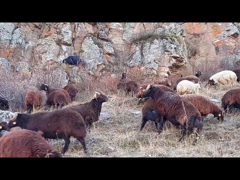 KOÇ DÖVÜŞÜ (arşivimdeki bir video paylaşmak istedim )