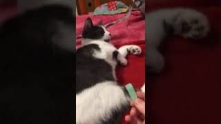 Cats smell minty gum