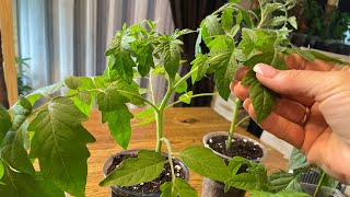 Чем  ПОДКОРМИТЬ, рассаду томатов и перца, чтобы  стала коренастой и здоровой
