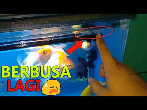 Video: Cara Mengurangi Kekakuan Di Akuarium