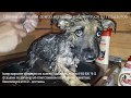 Приют встречает спасенного щенка Амира Помогите найти дом собаке Новосибирск