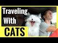 Tips for Traveling with Cats Long Distance in Your Vehicle