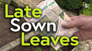 It's Not too Late to Sow Some Leaves! - Pots & Trowels