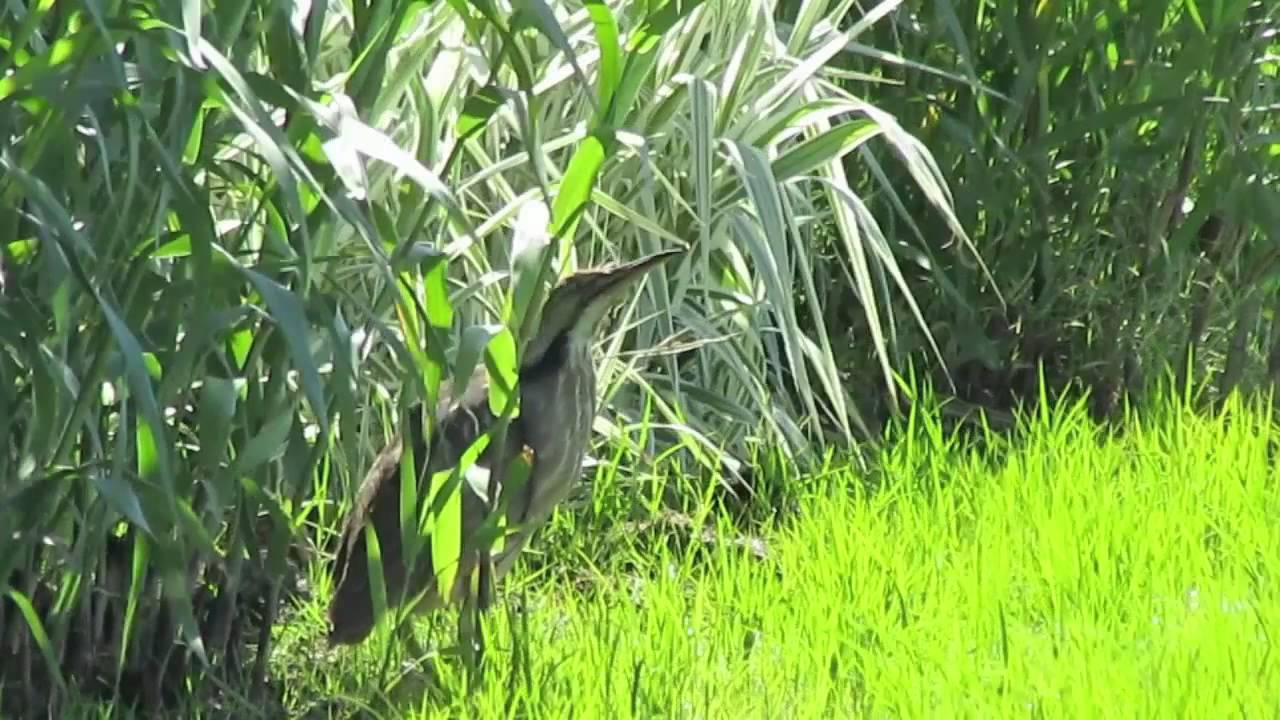 American Bittern hidden around rice field - YouTube