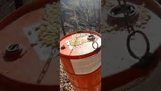 Hranilica Za Divlje Svinje Jednostavno A Učinkovito....