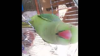 methu talking #parrot#birds 😡😡😠😠