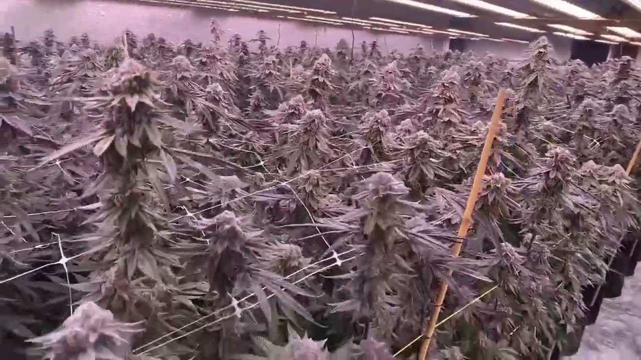 White Truffle 7 weeks, supreme led grow light