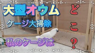 【大型オウムのケージ大掃除】ルリメタイハクオウムのケージを大掃除！