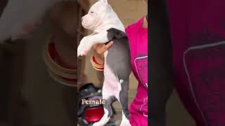 #ambullylovers #ambull #youtube #puppy #ytshorts #pets #dog #dogbreed