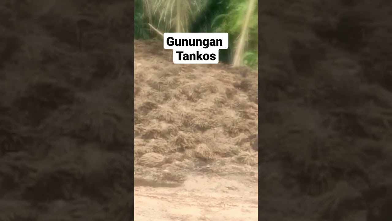 Tankos ( tandan kosong sawit) datang berlimpahan 