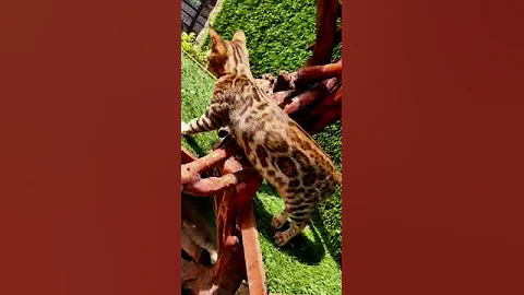 Watch the video about Bengal Cat Female Available | Feline Liberty Persian , Best quality Bengal cats in india 9421667331