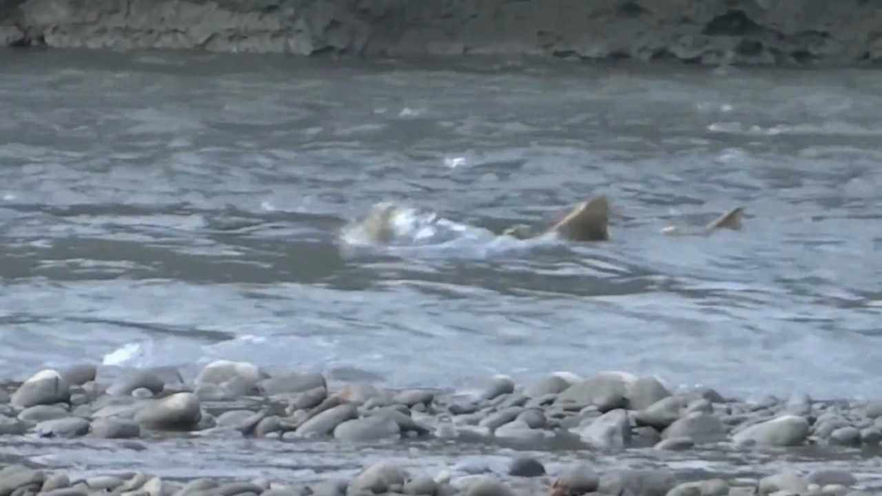 Elwha River Salmon lake aldwell YouTube