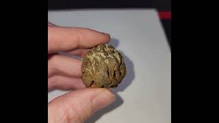 GIANT Dinosaur Age Pine Cone fossil from the Hell Creek Formation South Dakota