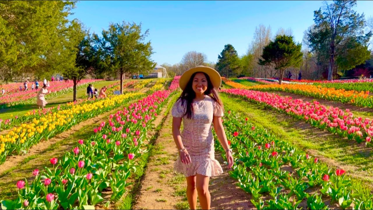 🌷TULIPS FARM DEWBERRY Farm SPRING Season Kernersville, North