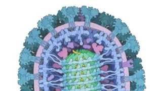 Ebola Virus Proteins (from PDB-101)