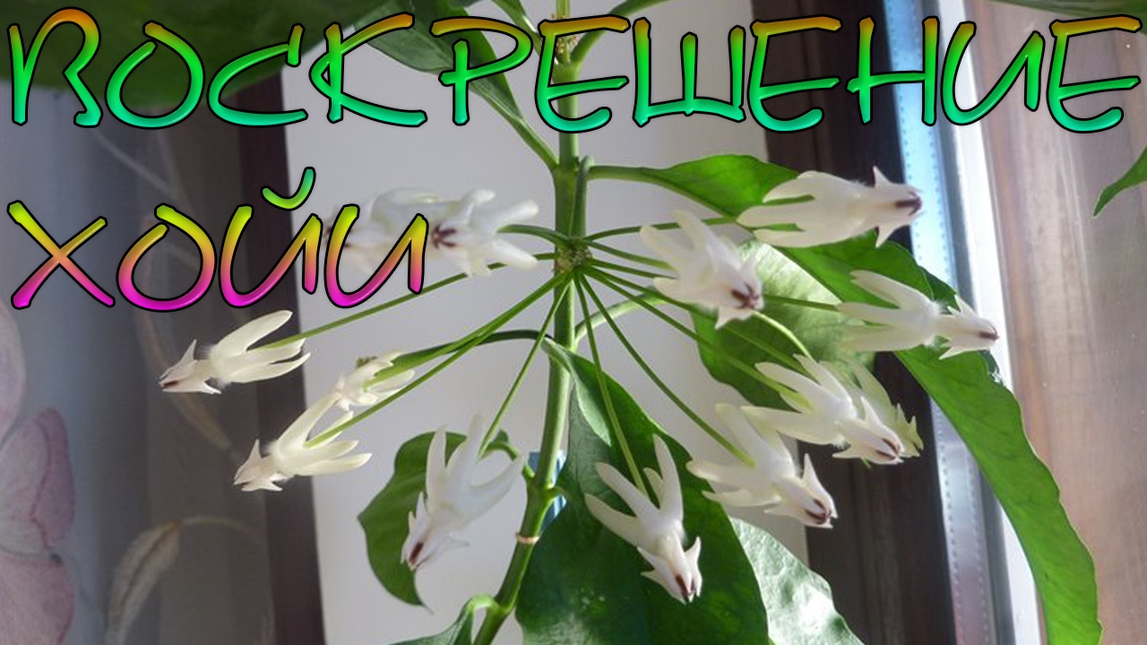 Виды хойи с фото и названиями как заставить цвести