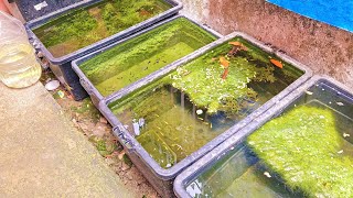 How To Make CRYSTAL CLEAR OUTDOOR FISHTUB In 10 Days Without Using Any Filtration System!