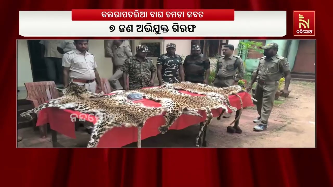 Rare Stripped Tiger...7 Held With Kalara Patria Bagha Skin in Baripada Forest Areas | ବାଘ ଚମଡା ଜଵତ