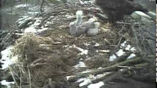 Decorah eagle feeding the eaglets in the snow