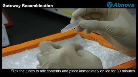 Gateway Recombination