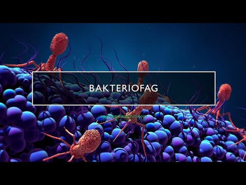 Video: Bakteriofaglar bakteriya hujayralarini qanday taniydilar?