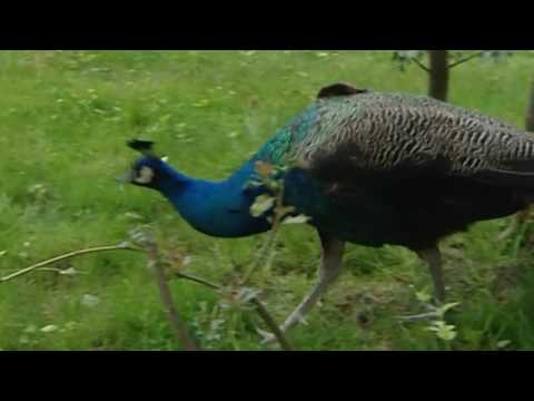 Video: Saznajte više o Tangelo stablima - Možete li uzgajati Tangelo drvo