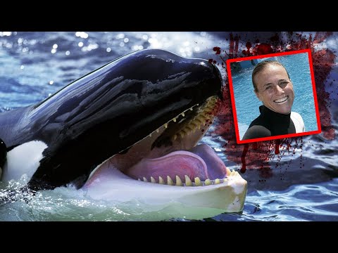 Video: SeaWorld San Diego - Heç bir şeyi qaçırmayın