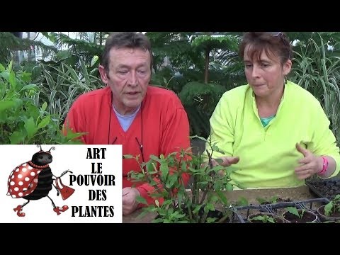 Vidéo: Plumbago Care : où et comment faire pousser une plante Plumbago