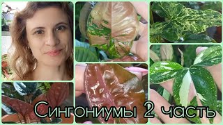 видео: 2 часть🌱Сингониумы🌸Сейчас мне очень нравится как они выглядят🌱Ред спот триколор🌸Неон🌱Арон браун🌸Пинк картинка: 2 часть🌱Сингониумы🌸Сейчас мне очень нравится как они выглядят🌱Ред спот триколор🌸Неон🌱Арон браун🌸Пинк