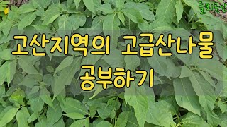 높은고산의 고급산나물도 나오기 시작합니다