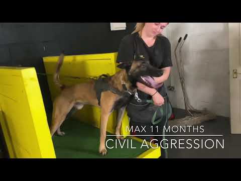 Malinois Max civil aggression assessment
