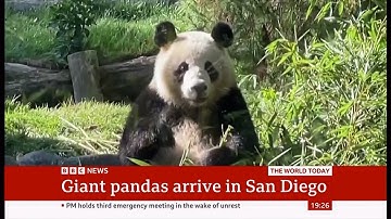 San Diego Zoo pandas make official public debut (USA)  8/Aug/2024