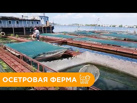 Осетрова Ферма. Чим годувати рибу? Скільки років вирощують Осетра?