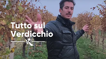 Dove si produce il vino Verdicchio?