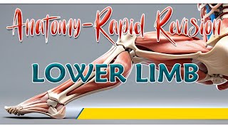 Anatomy of Lower Limb : Rapid revision By Dr Krishna Sahith