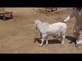 Brahman Cow Baby White Brahman Shorts Cattlepoint Ytshorts Brahman Brahman Cow Baby White Brahman Shorts Cattlepoint Ytshorts Brahman