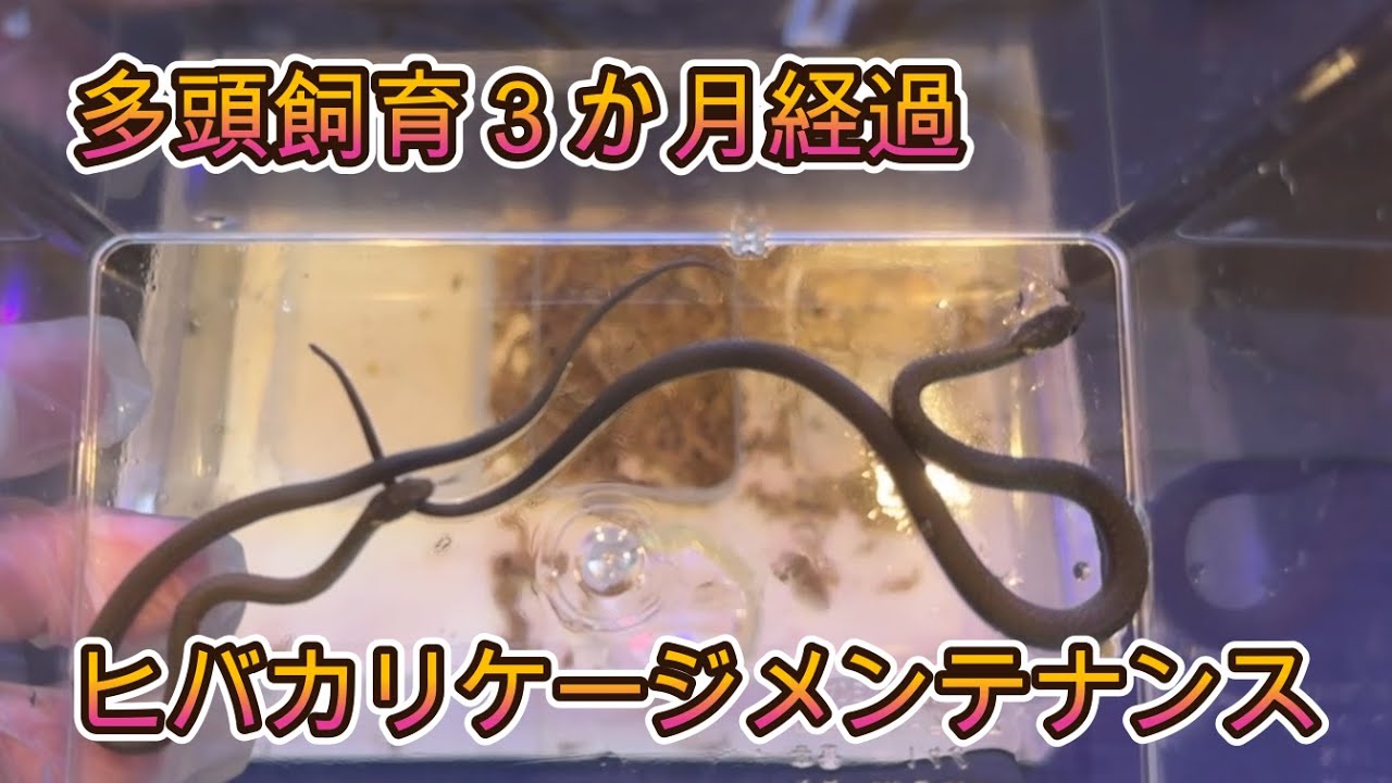 Paludarium】Hibakari Snake Cage Maintenance - YouTube