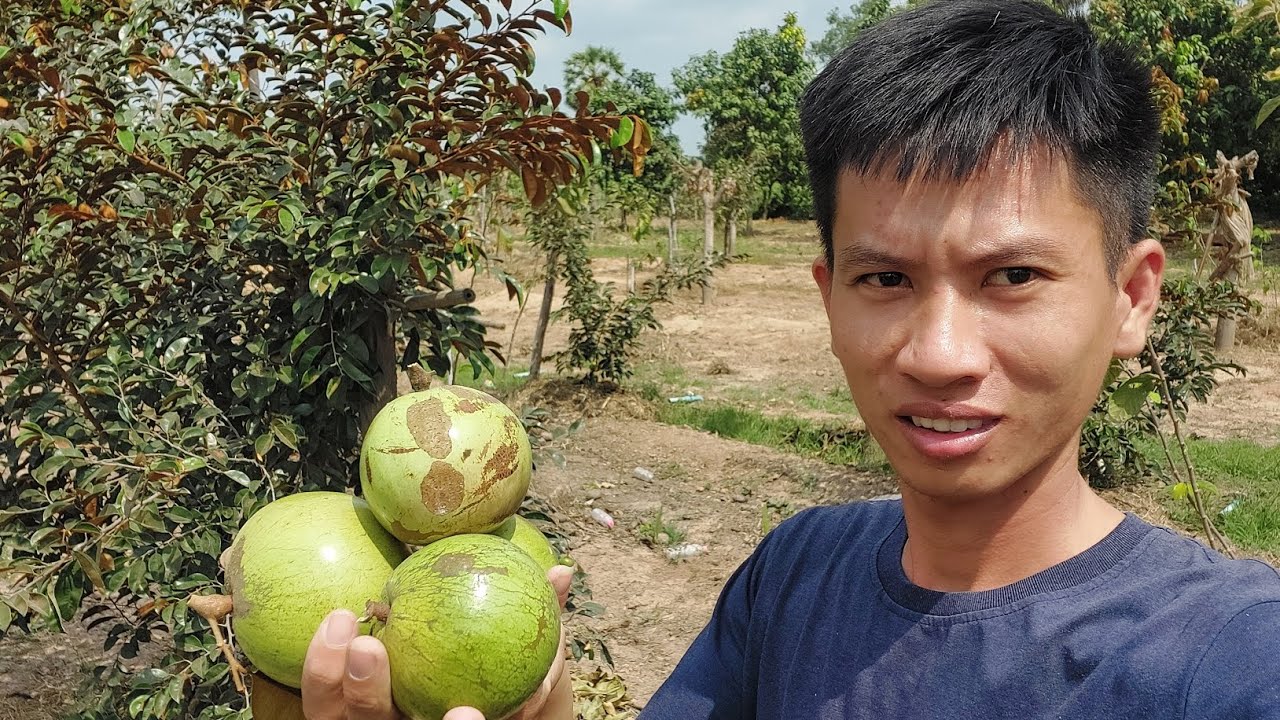 ដំណាំផ្លែទឹកដោះគោ ដែលកសិករមិនគួរមើលរំលង ព្រោះដាំតែ២ឆ្នាំទទួលបានផល តម្លៃខ្ពស់