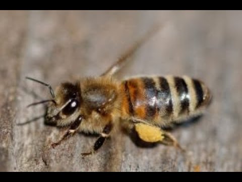 Video: Northern bee: features, beneficial properties of honey and popularity