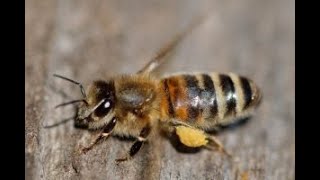 Choosing the best type of honey bees and traits of those honey bees