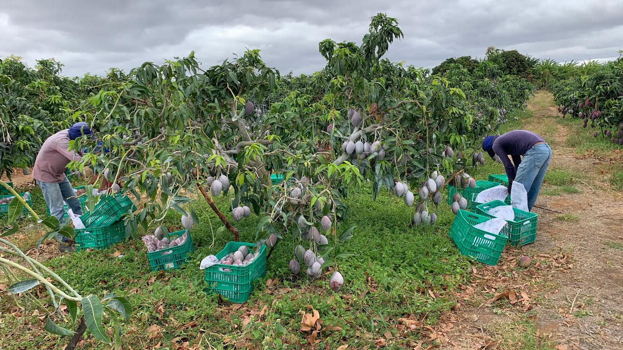 LINDA COLHEITA DE MANGA PALMER 
