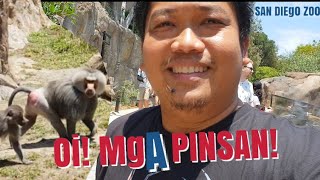 Baboons | Why their butts turn into RED (raw)