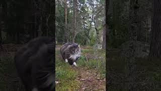 Norwegian Forest cat