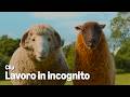 Questo sì che significa lavorare in incognito ? ??‍♀️ | Pecore sotto copertura