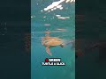 COLLECTING ALL THE FISH IN THE WORLD | FISHDEX EP 4 #fishing #rays #uniquefish #turtle  #diving